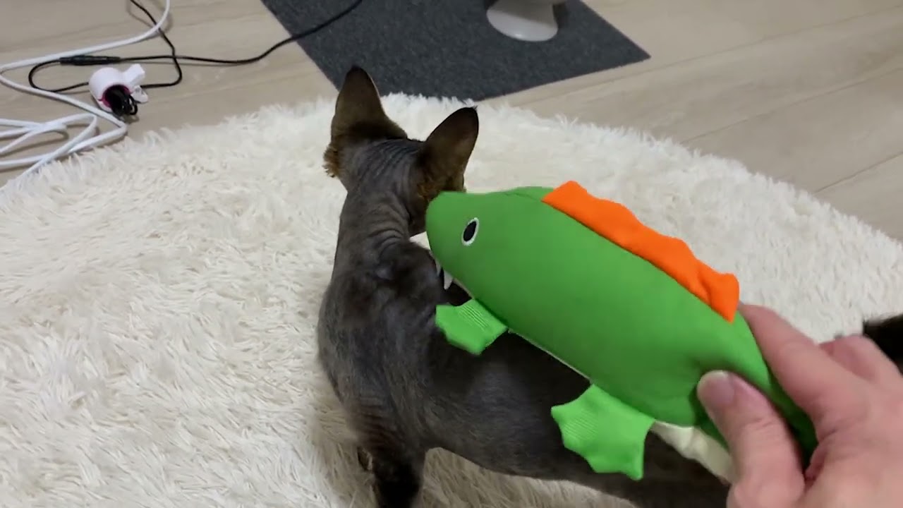 デボンレックス弟とワニさんおもちゃで遊びました(Playing with Devon Rex cat using an alligator-shaped toy)