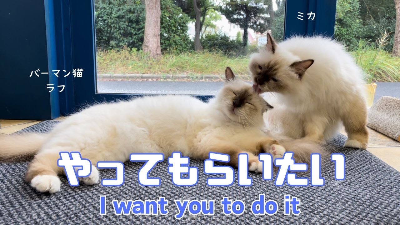 バーマン猫ラフとミカ【やってもらいたい】I want you to do it（バーマン猫）Birman/Cat