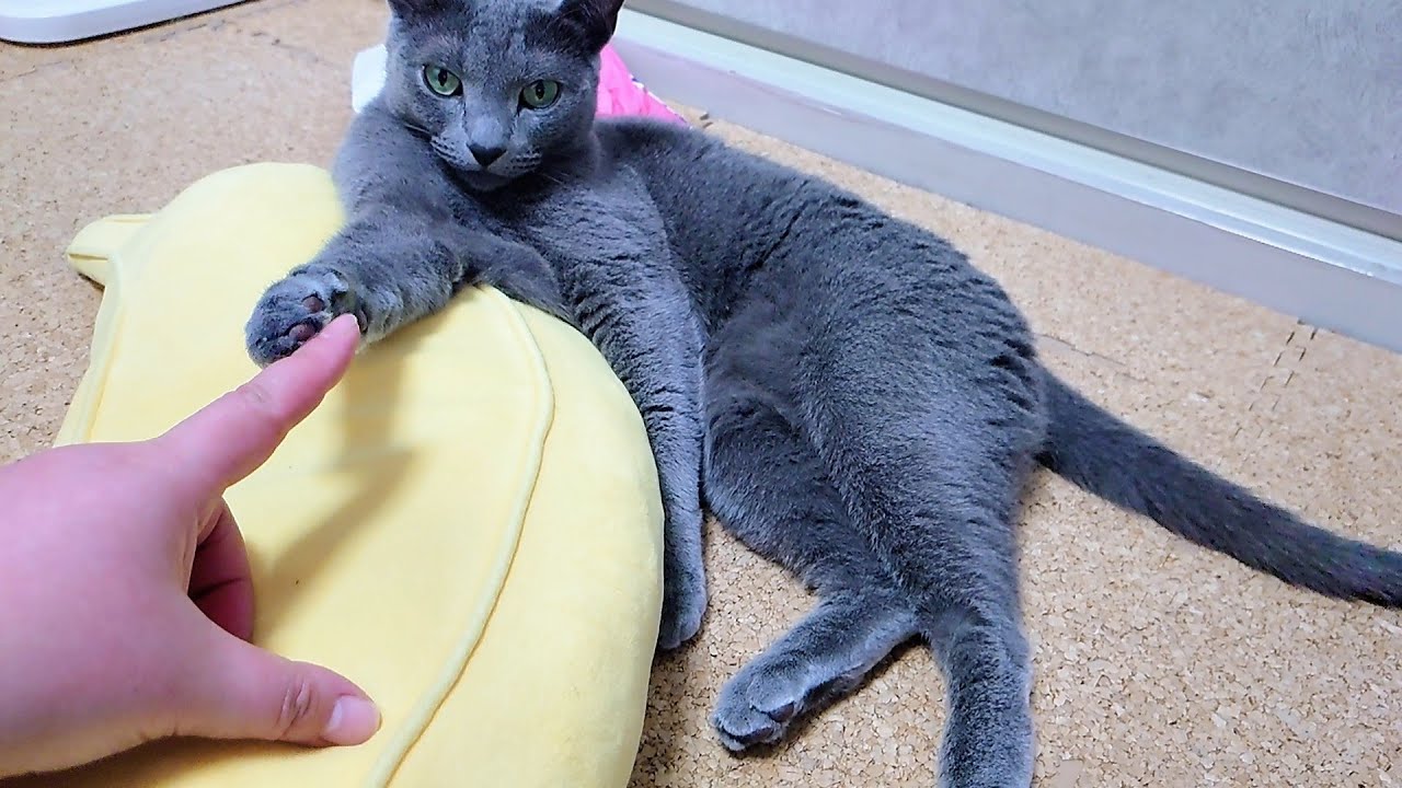 【猫動画】嫁にイタズラされても動じないロシアンブルー【russianbule】Russian blue unfazed by pranks