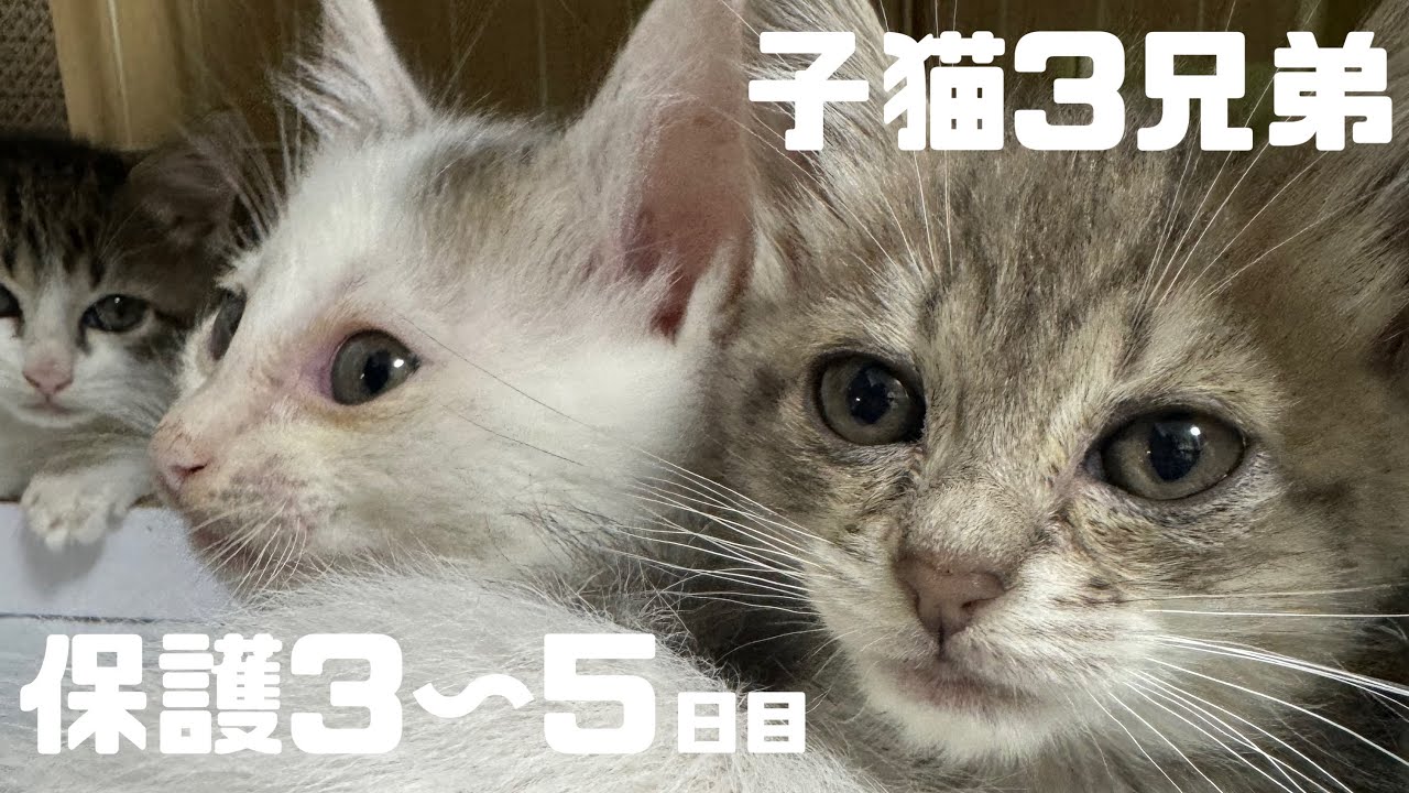 [子猫]保護して3〜5日目の3兄弟、人慣れはしていないけど可愛すぎる♡コメ、コリキ、コネオ。