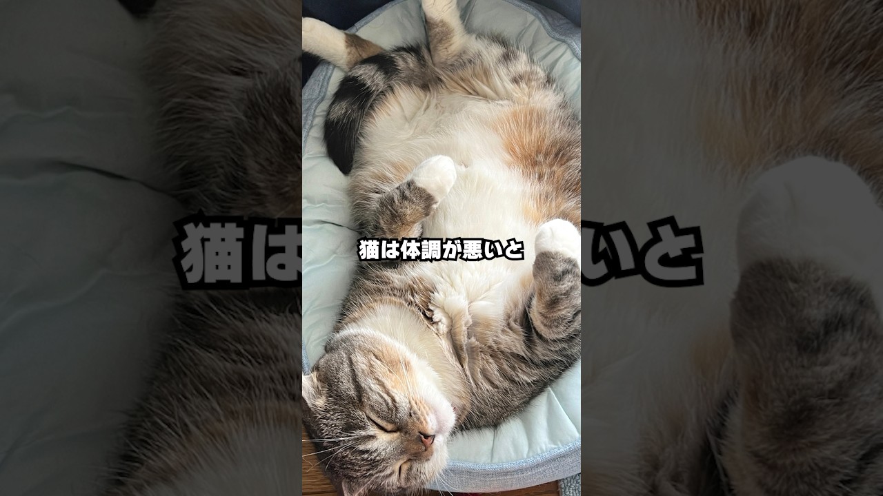猫の気づきにくい体調不良のサイン7選｜あなたは全部気づける？🥺