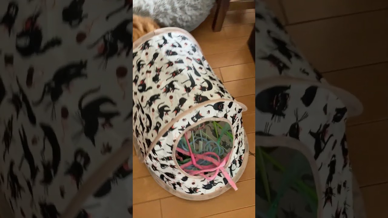 トンネルに入りきれないふとっちょ猫 #shorts  #猫 #アメリカンカール #cat