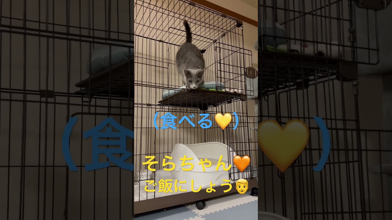 パパ・・ではなく、ご飯に飛び込む猫（ロシアンブルー）#shorts