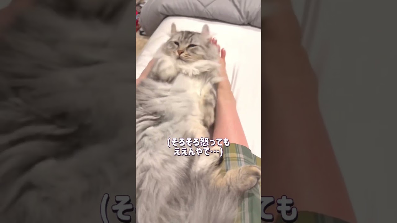 絶対に怒らない甘えん坊すぎる猫を怒らせてみたら？#shorts
