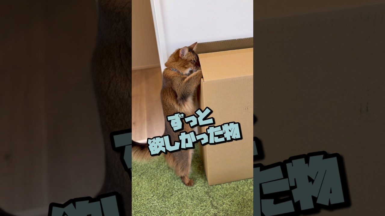 猫を飼うと欲しくなる物