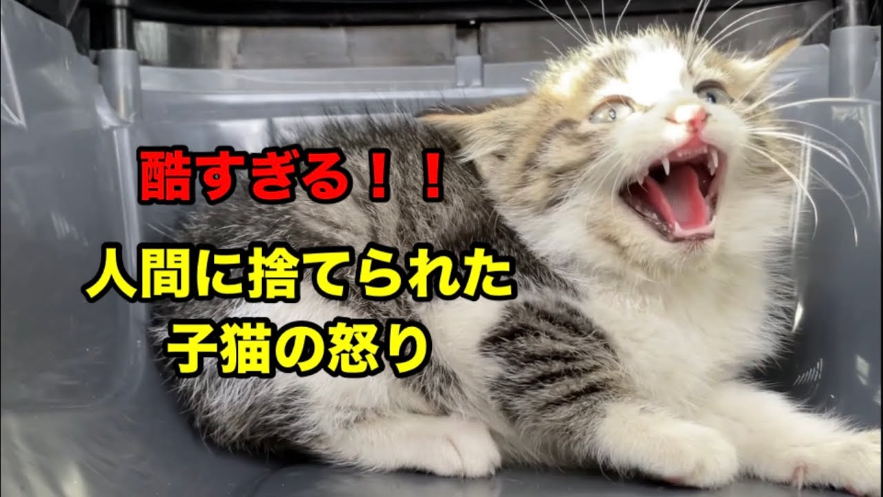 草むらに投げ捨てられた子猫救出