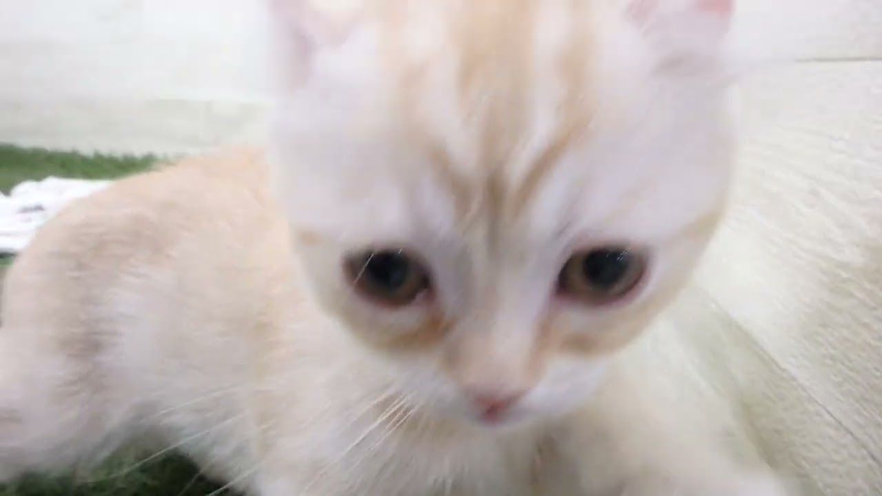 Coo&RIKU　No00656145 アメリカンカール