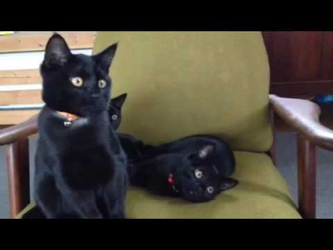 黒猫ボンベイ赤ちゃん。生後4ヶ月経過 寅次郎の 動きが面白すぎる ！