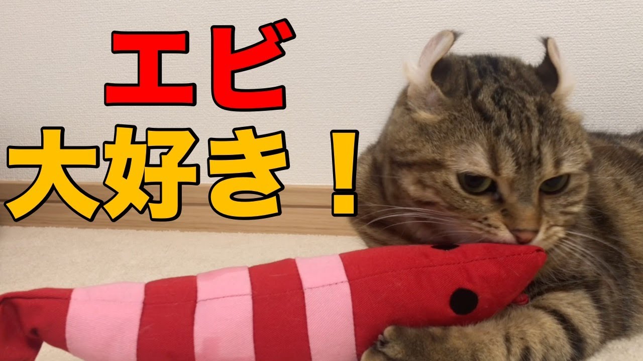 エビ大好き！アメリカンカール つぅのエビの遊び方