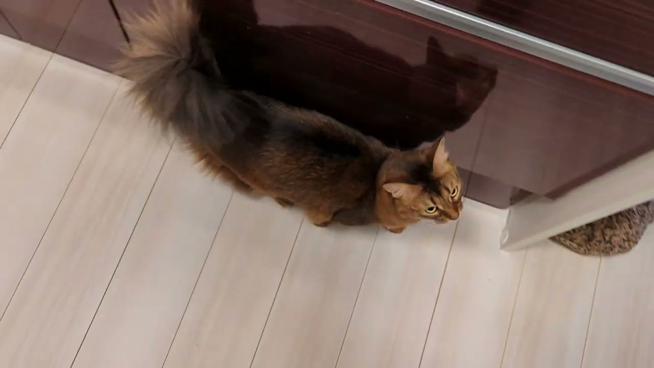 【665日目】猫 vs 中身入りペットボトル #ソマリ #cat
