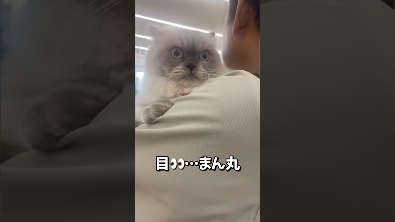 初めての体験#ネコ #ホームセンター#ショート #にゃんまるにゃんにゃん #ヒマラヤン