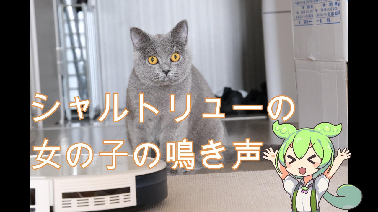 シャルトリューの女の子の鳴き声