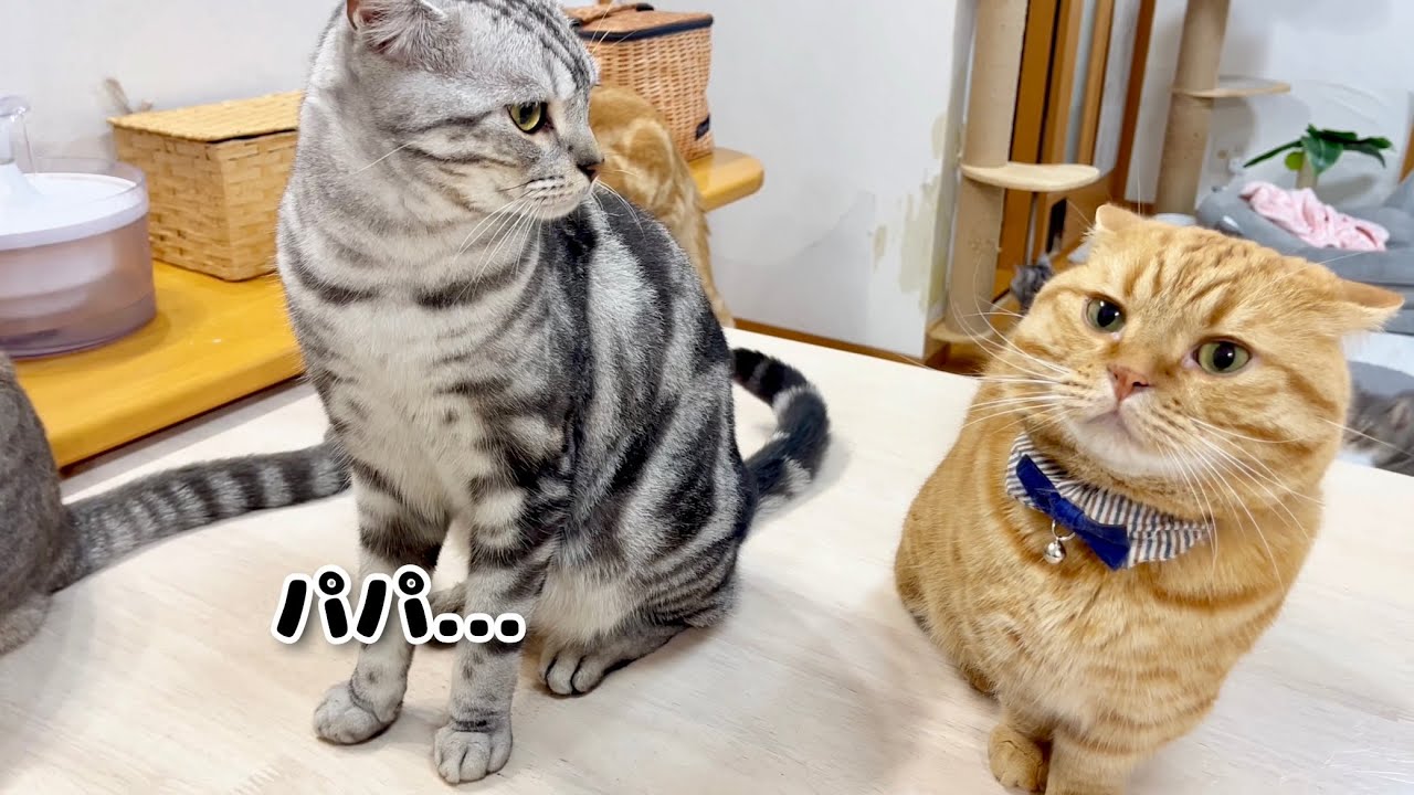 このサムネ画像にあることが映っています... #猫 #マンチカン