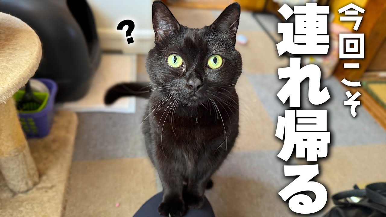 ついに実家の黒猫を持ち帰るチャンスがやってきました。
