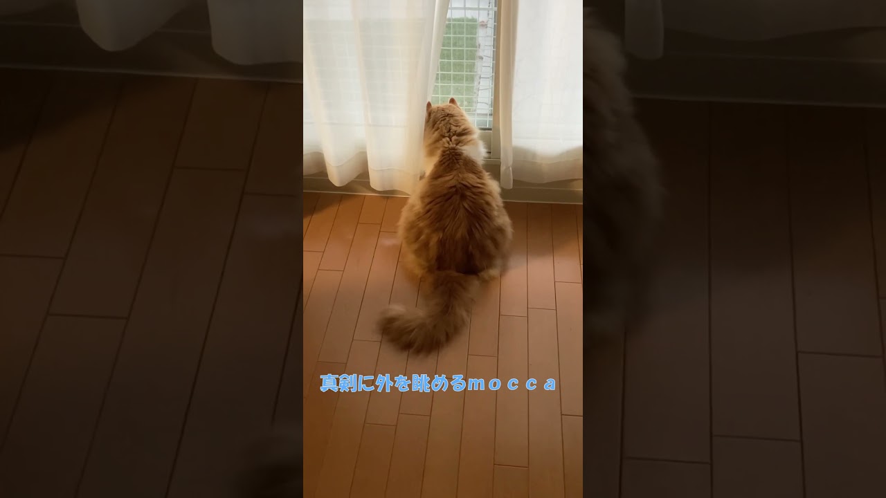 雪虫と雪を間違えてそう #shorts  #猫 #アメリカンカール #cat