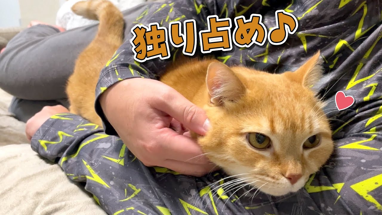 ママを見捨ててパパに乗り換える甘えん坊猫がかわいいw