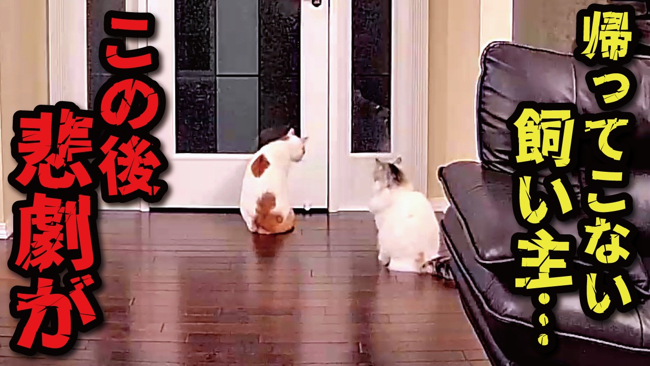 訳あって2日間家に帰らなかったら猫達が寂しすぎて大変な事になりました【関西弁でしゃべる猫】【猫アテレコ】
