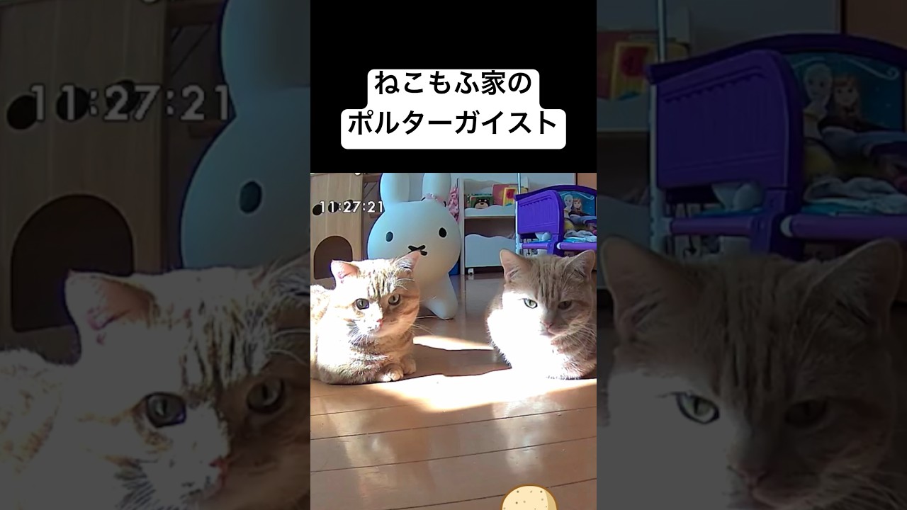 ねこもふ家の不思議 #猫 #マンチカン #shorts