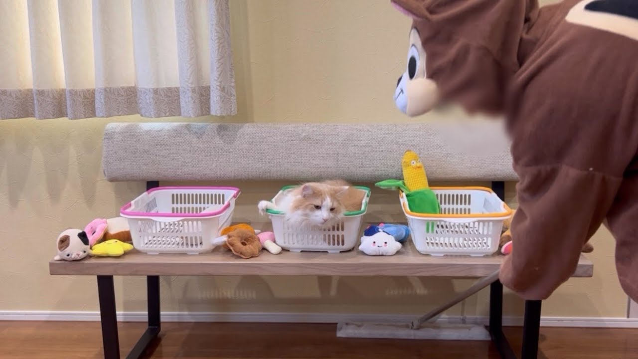 【体重測定の裏側】ターキッシュアンゴラとノルウェージャンフォレストキャットの体重測定をモニタリング！未公開シーンもあるよwww