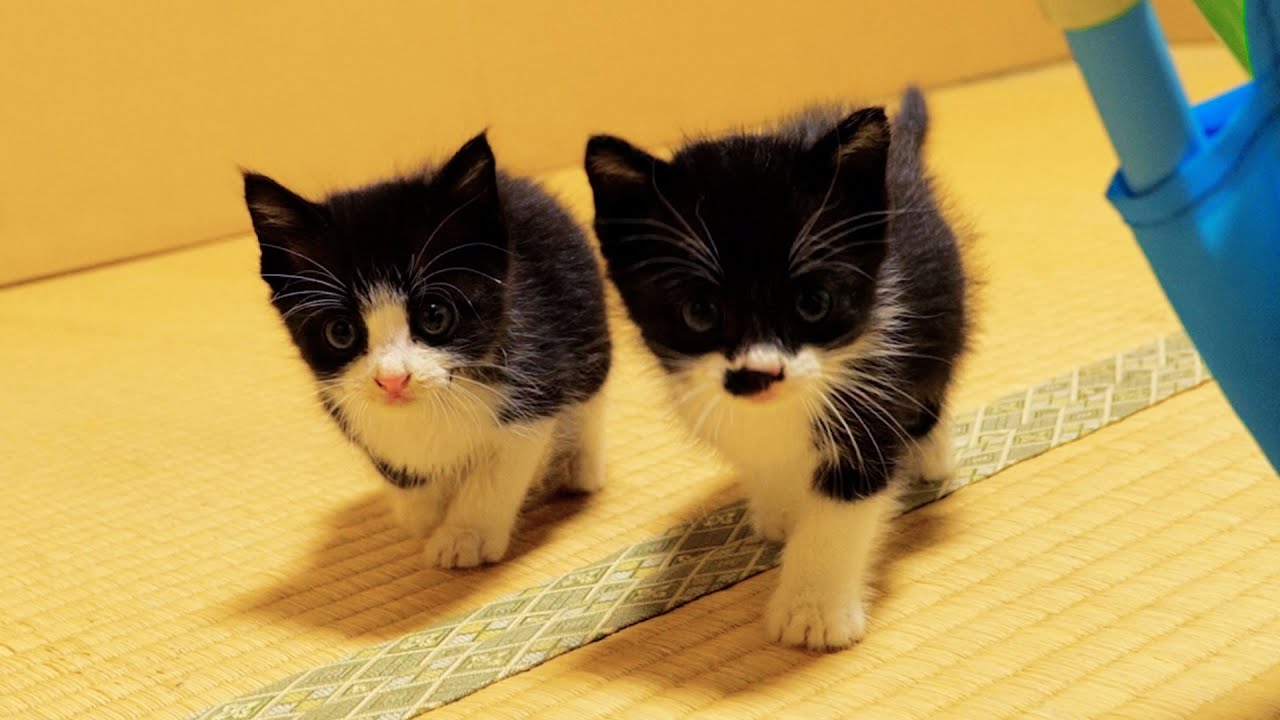 リニューアルした広いお部屋をヨチヨチ歩きで探索する仲良し子猫姉妹①【道路のずぶ濡れ子猫保護2日目】