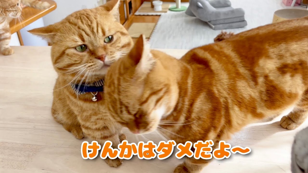 さっと間に入るちゃびくんと茶々パパに大好きアピールするクロくん #猫 #マンチカン