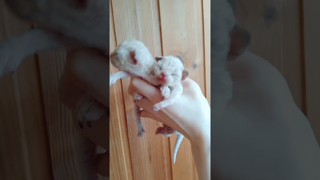 デボンレックスガールズ