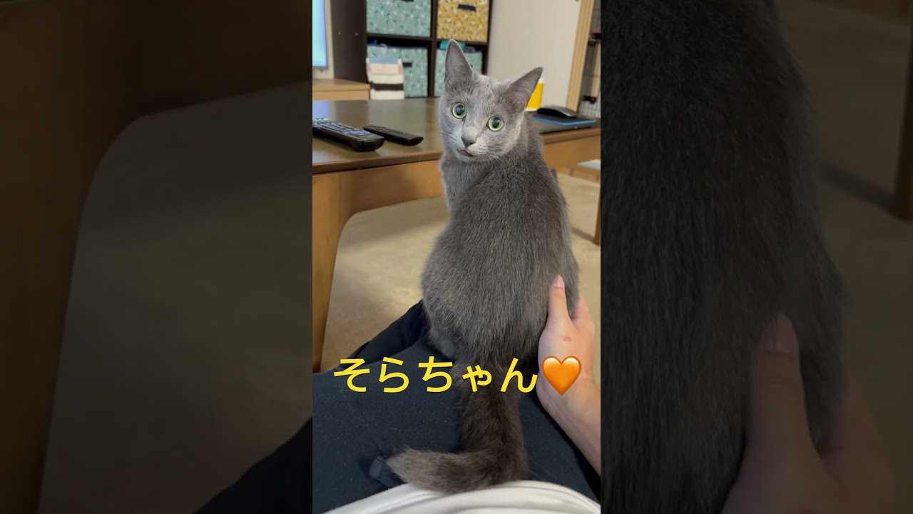 振り向き💛そらちゃん可愛いね❣️（ロシアンブルー）#shorts