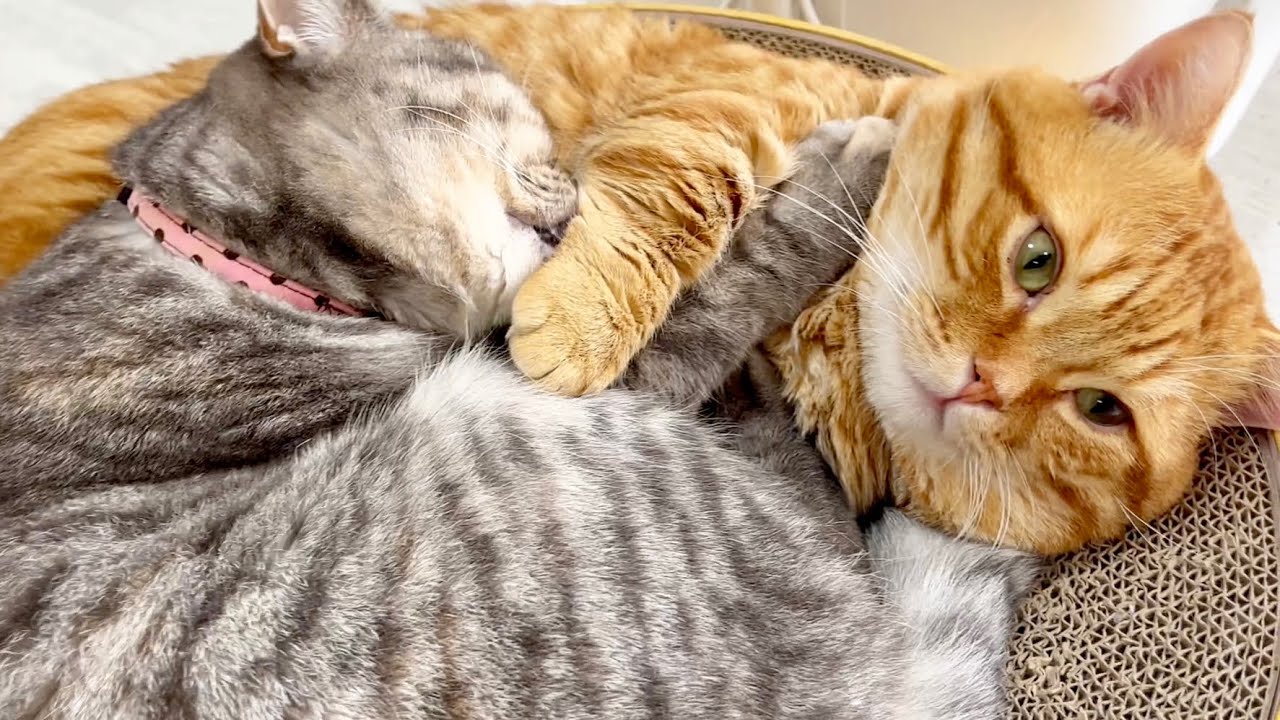 猫だって『猫吸い』したいの！そして虚無の表情で吸われる兄猫 #猫 #マンチカン