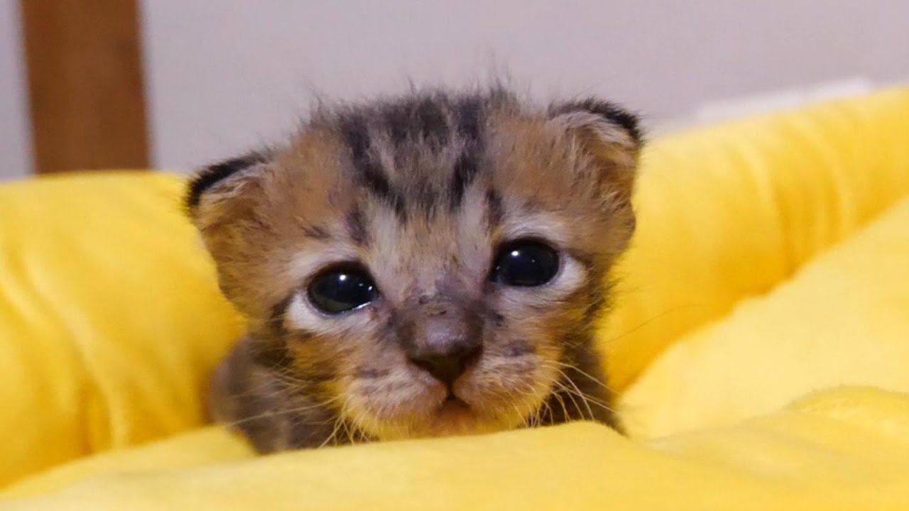 ミルクを飲んで満足そうな子猫とミルクが待ち遠しい子猫【赤ちゃん猫　保護猫】