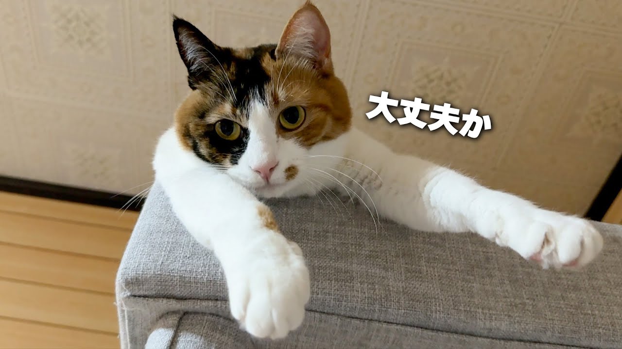 タンスの角に小指をぶつけたら大出血したので猫達に慰めてもらいます…