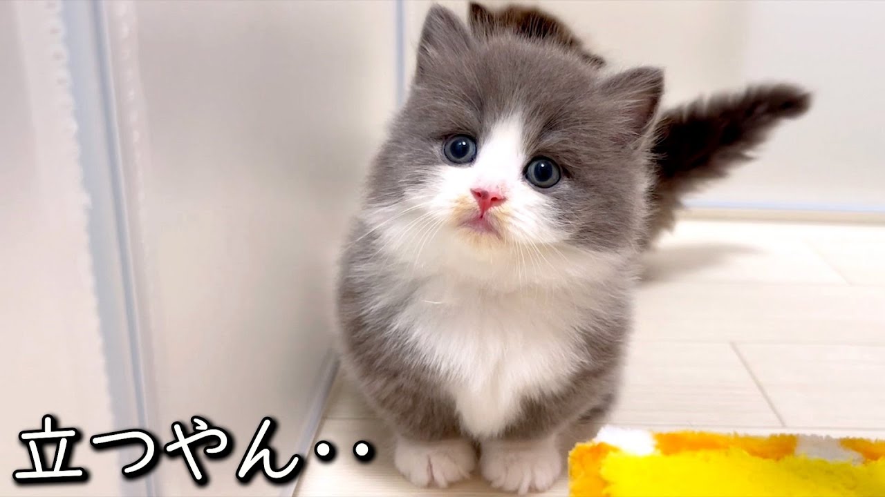 【マンチカンの子猫】猫界はちょっと立ったら立ち技最強になれる件 ∼猫のいる生活Vol.840~ 出産動画 マンチカン短足・ミヌエット・ペルシャ猫専門ブリーダー『ペット蔵人』【子猫の成長記録】