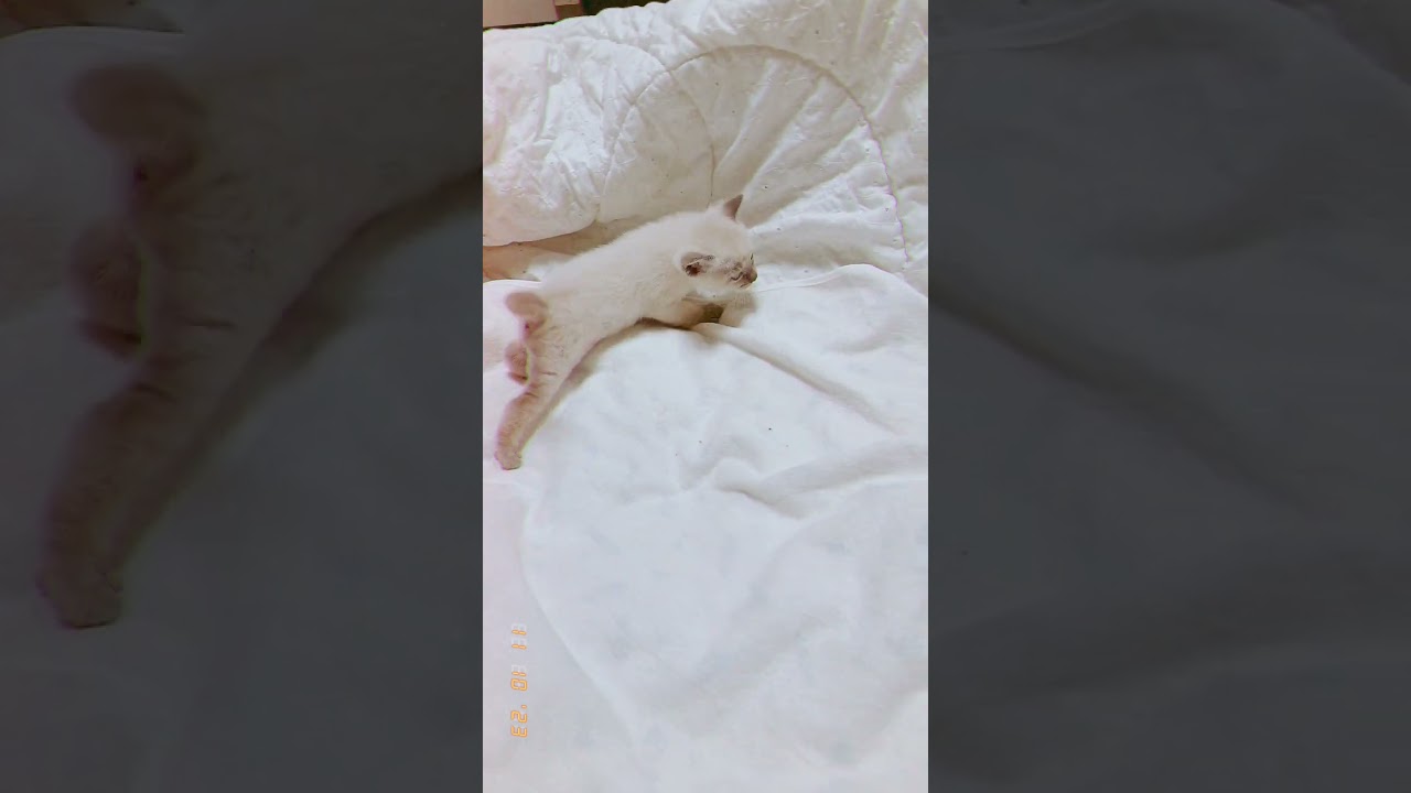 トンキニーズ 珍しい猫種のトンキニーズ ブルー