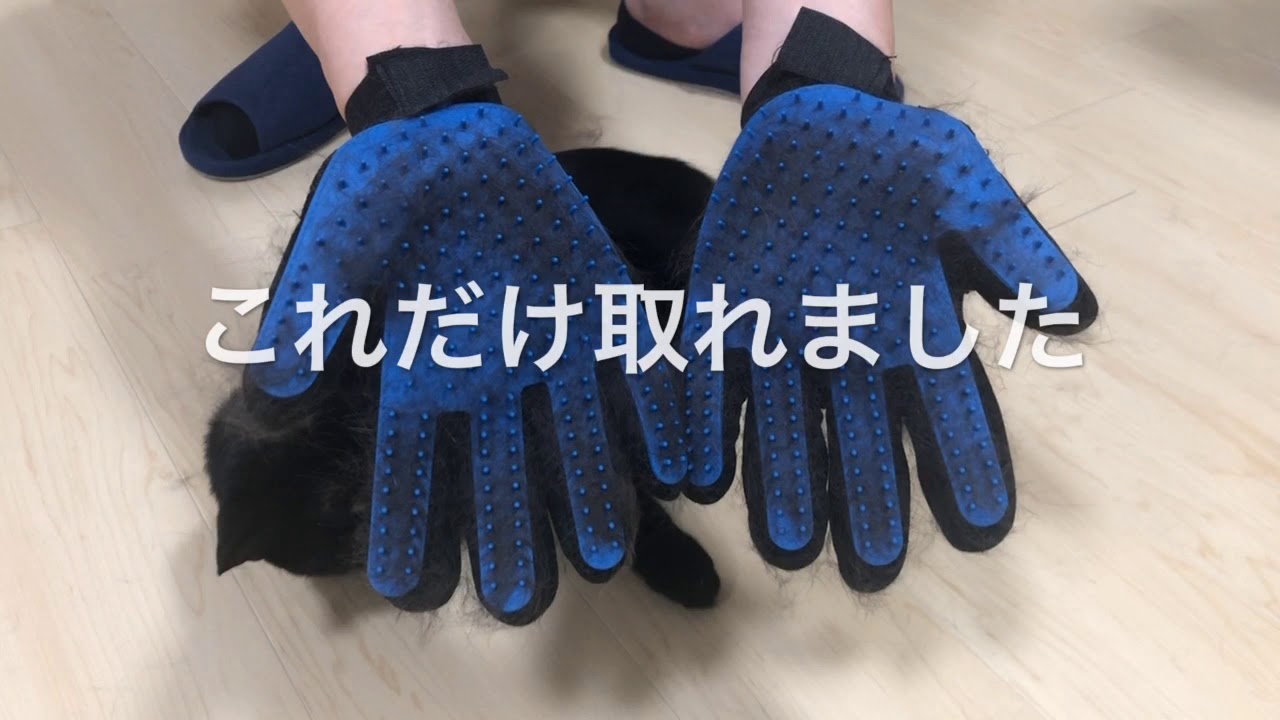 2019/06/02　セルカークレックスの梅子vol.349