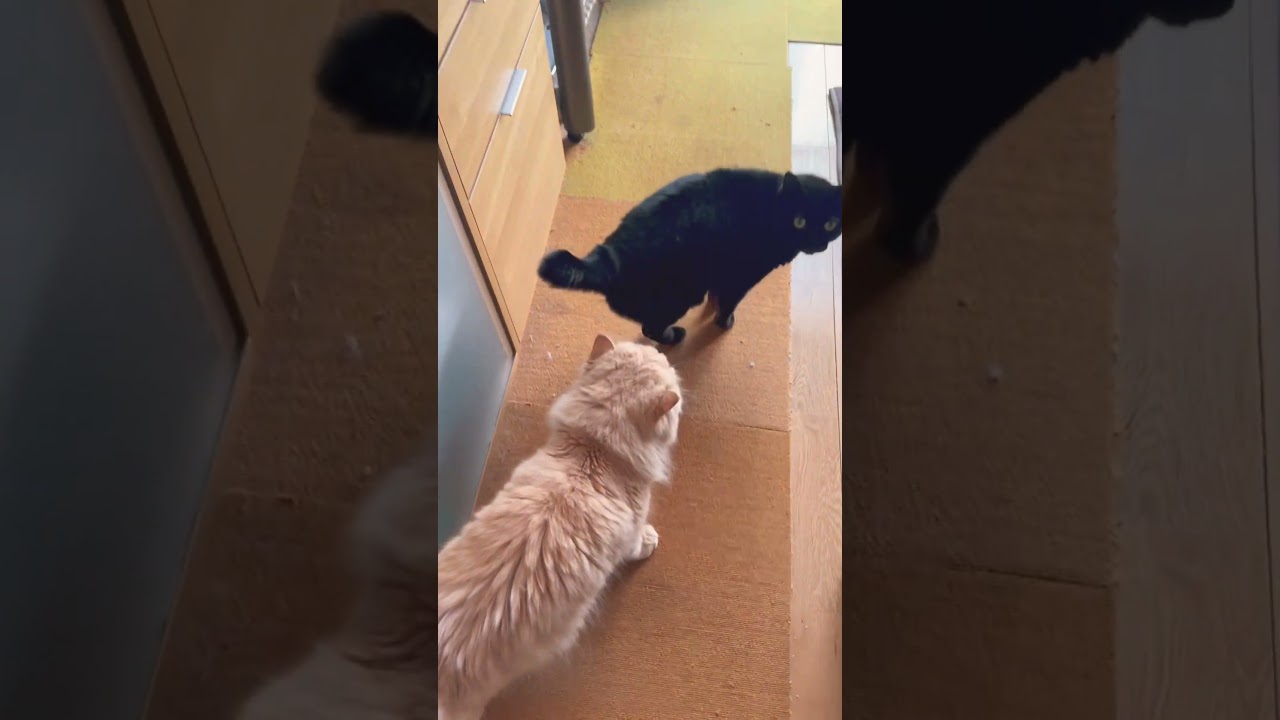 お尻大好きペルシャさん #shorts