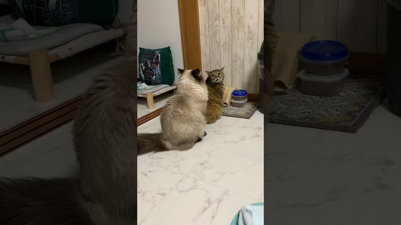 キレるひめちゃん #猫 #保護猫 #ヒマラヤン #猫のいる生活