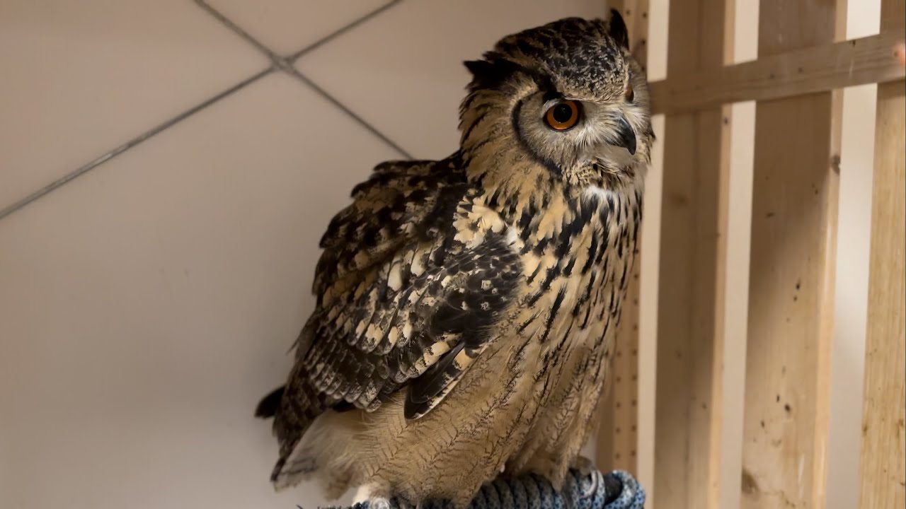 #866 お腹いっぱいフクロウさん Owl with a full stomach 【ベンガルワシミミズク】