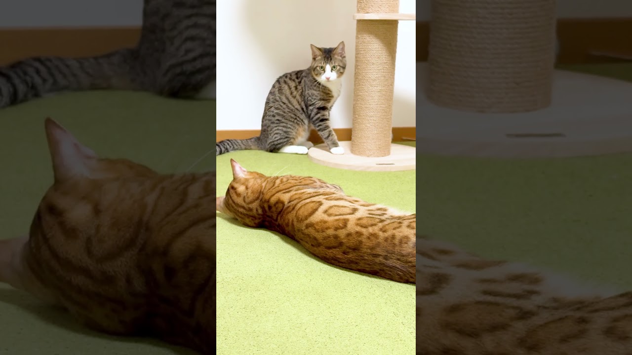 先住猫のお手本を見た保護猫が⁉️ #shorts #ベンガル #猫
