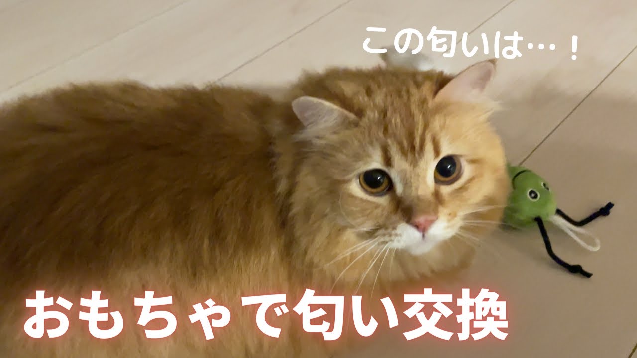 【サイベリアン】先住猫に子猫の匂いを嗅がせてみました…！