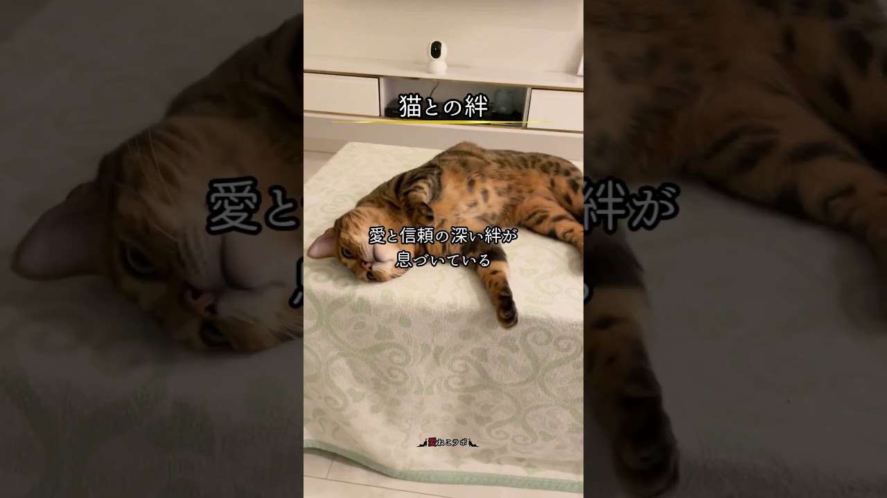 名前を呼ぶと振り向く猫… #shorts #cat #ねこ #ベンガル猫 #シルバーベンガル猫 #猫名言