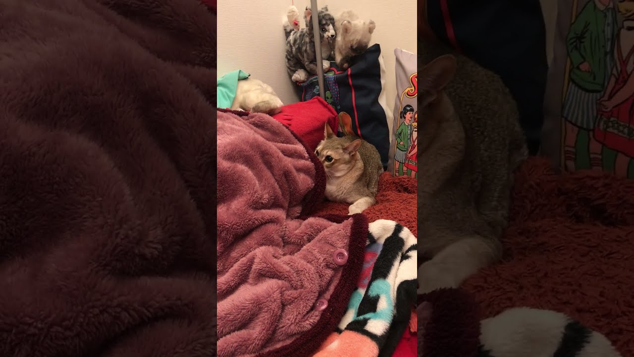 ソファの背もたれを歩いていたら同居猫が飛び出てきてビックリのたぬき猫なのにゃ♪ #cat #シンガプーラ #トンキニーズ#たぬき猫