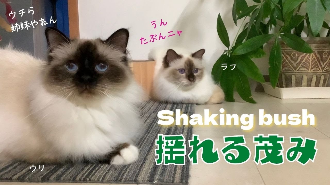 ラフを誘き寄せる【揺れる茂み】Shaking bush（バーマン猫）Birman/Cat