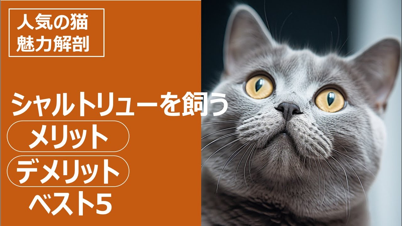 人気の猫 魅力解剖！シャルトリューを飼うメリット・デメリットベスト5