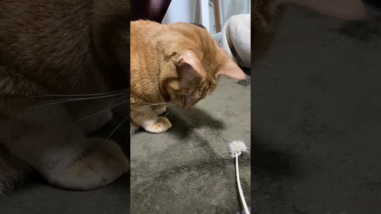 【茶トラ猫】寝起きのためノリの悪いジラフ#shorts