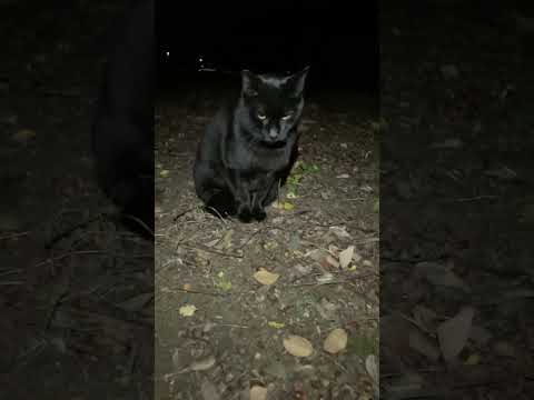 地域猫達に餌やりしながらまったり雑談（代表の雑談は貴重です！後半部分）