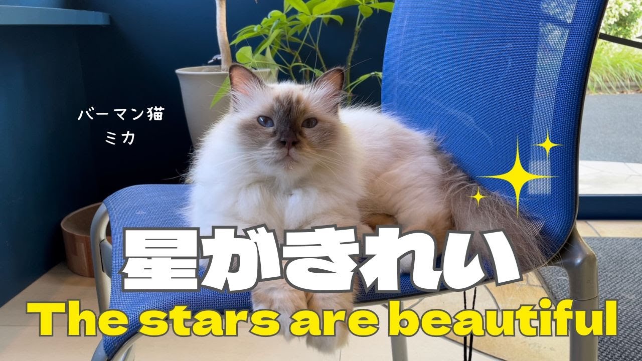 バーマン猫ミカ【星がきれい】The stars are beautiful（バーマン猫）Birman/Cat