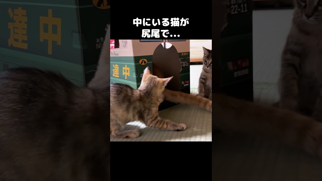 上手に子猫の遊び相手をする兄猫　#shorts