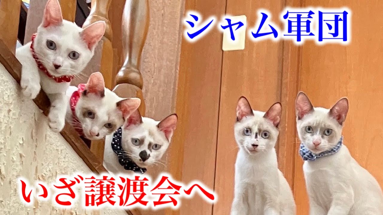 元気過ぎるシャム軍団をご紹介しちゃいますw