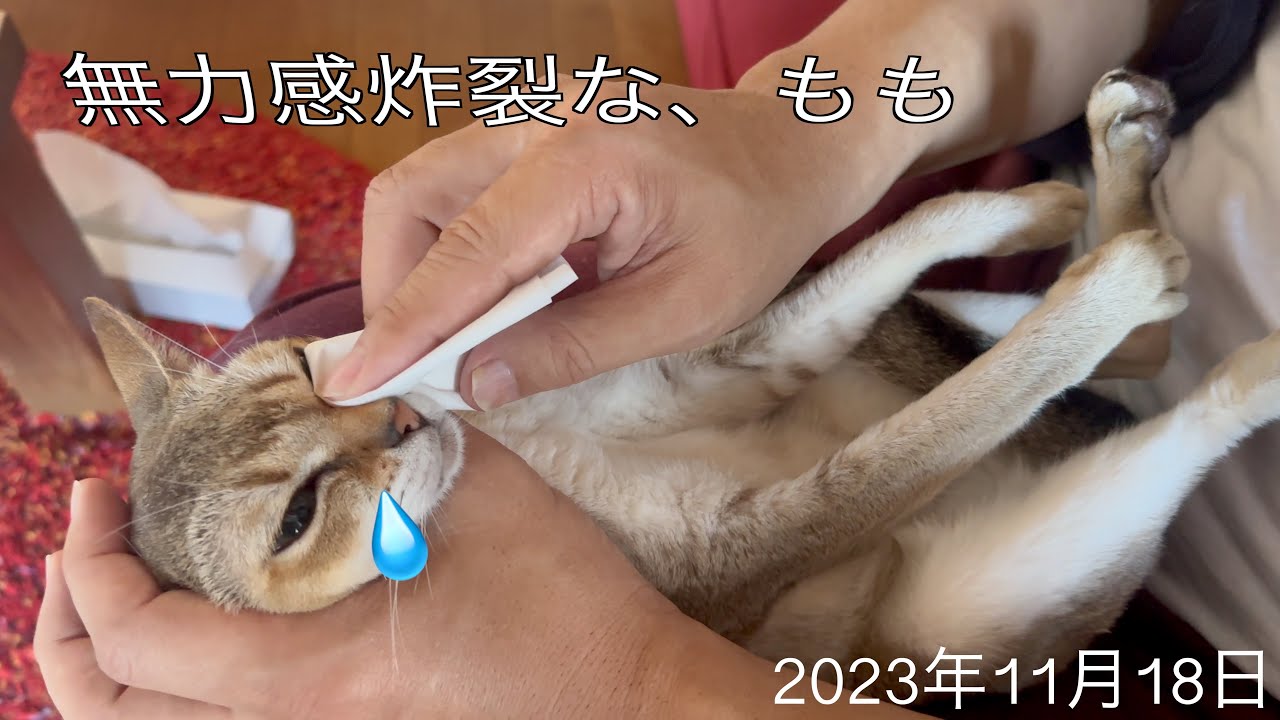 週2の耳掃除も慣れてきた❗️シンガプーラ「もも」：2023.11.18   #耳掃除 #シンガプーラ #猫