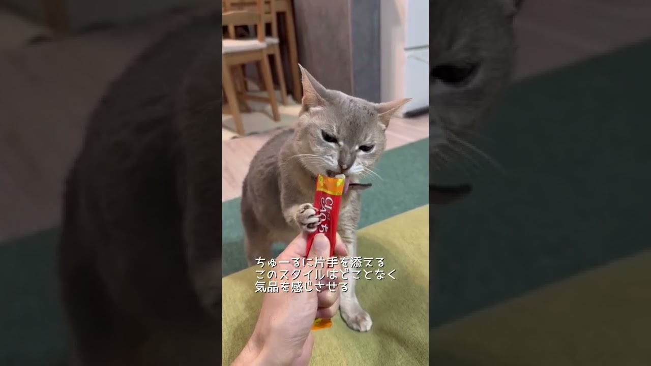 猫の性格は食べ方に出る