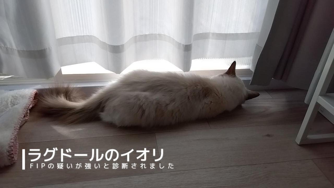 【ラグドール】FIP(猫伝染性腹膜炎)の疑いが高いと診断されました